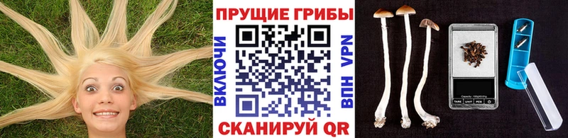 купить наркоту  kraken рабочий сайт  Псилоцибиновые грибы Cubensis  Азов 